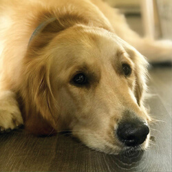 Archie Chief Morale Officer & Door Greeter 